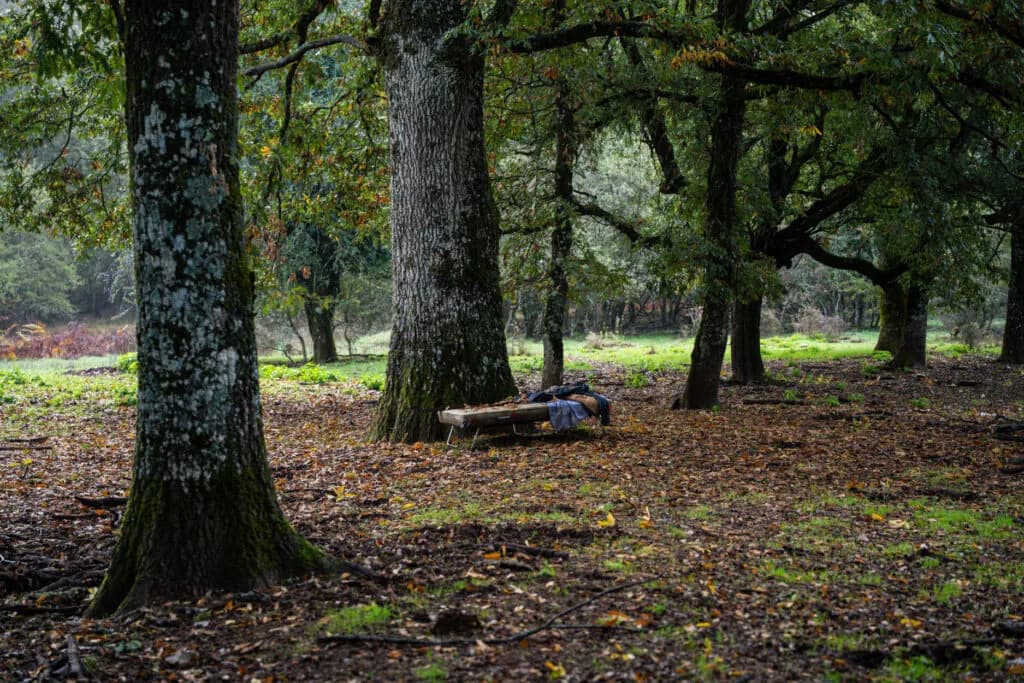 Pogoni Dispatch: In the Vissani Forest, Guided by Mushrooms