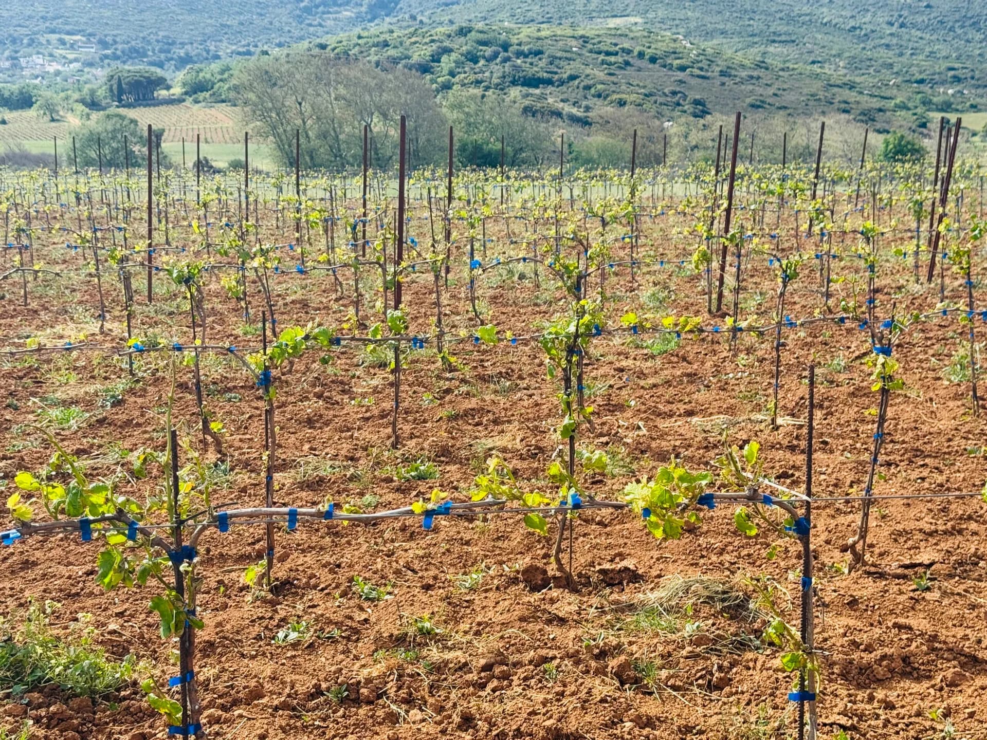 A Family Winery, Three Generations: South Evia's Wine Tradition Revives in Paradise