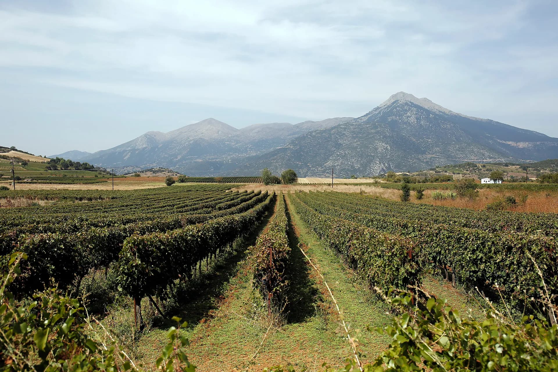 Journey to Nemea: In the Constellation of Agiorgitiko