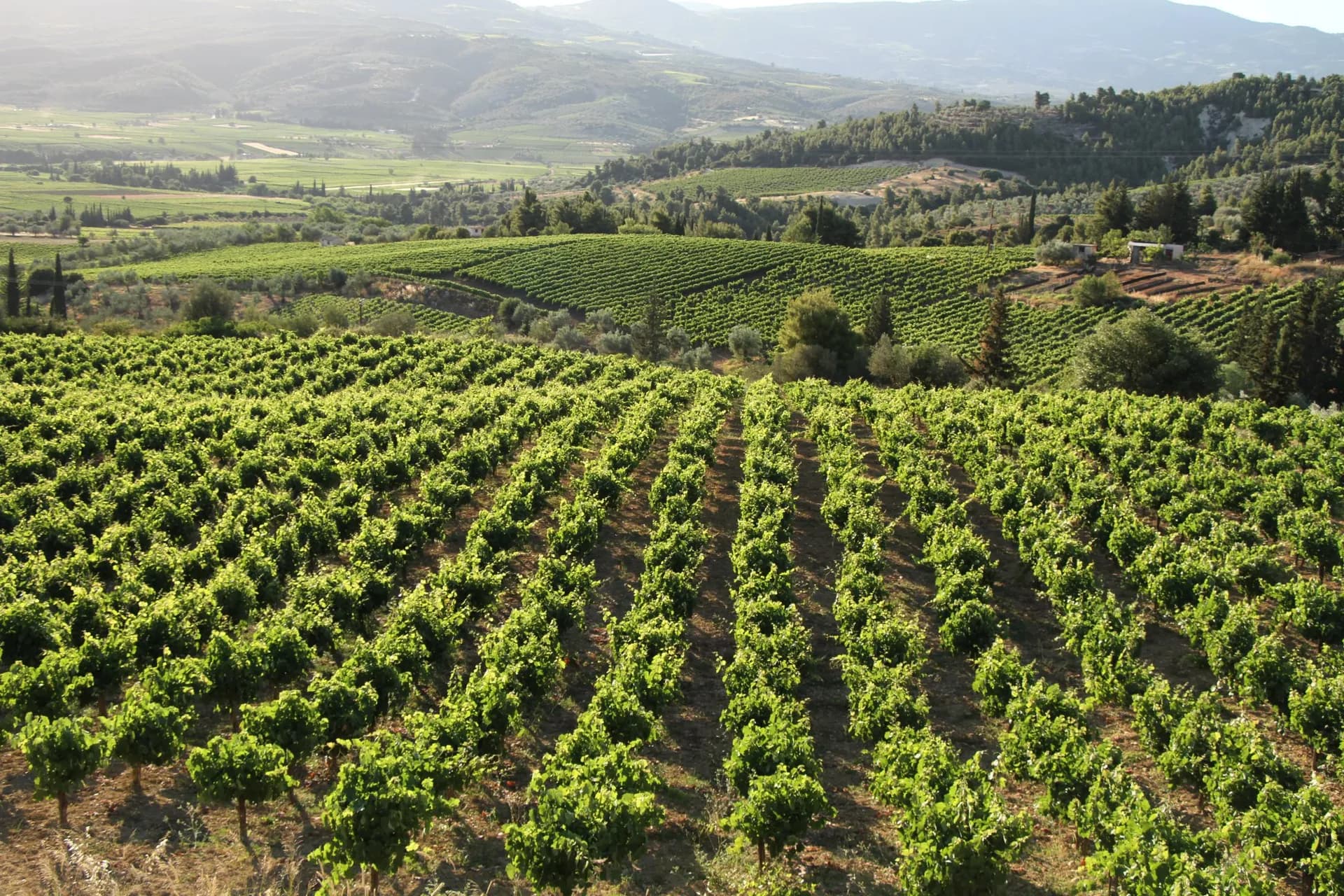 Aris Tselepos: From California to New Zealand and Back to Mantineia