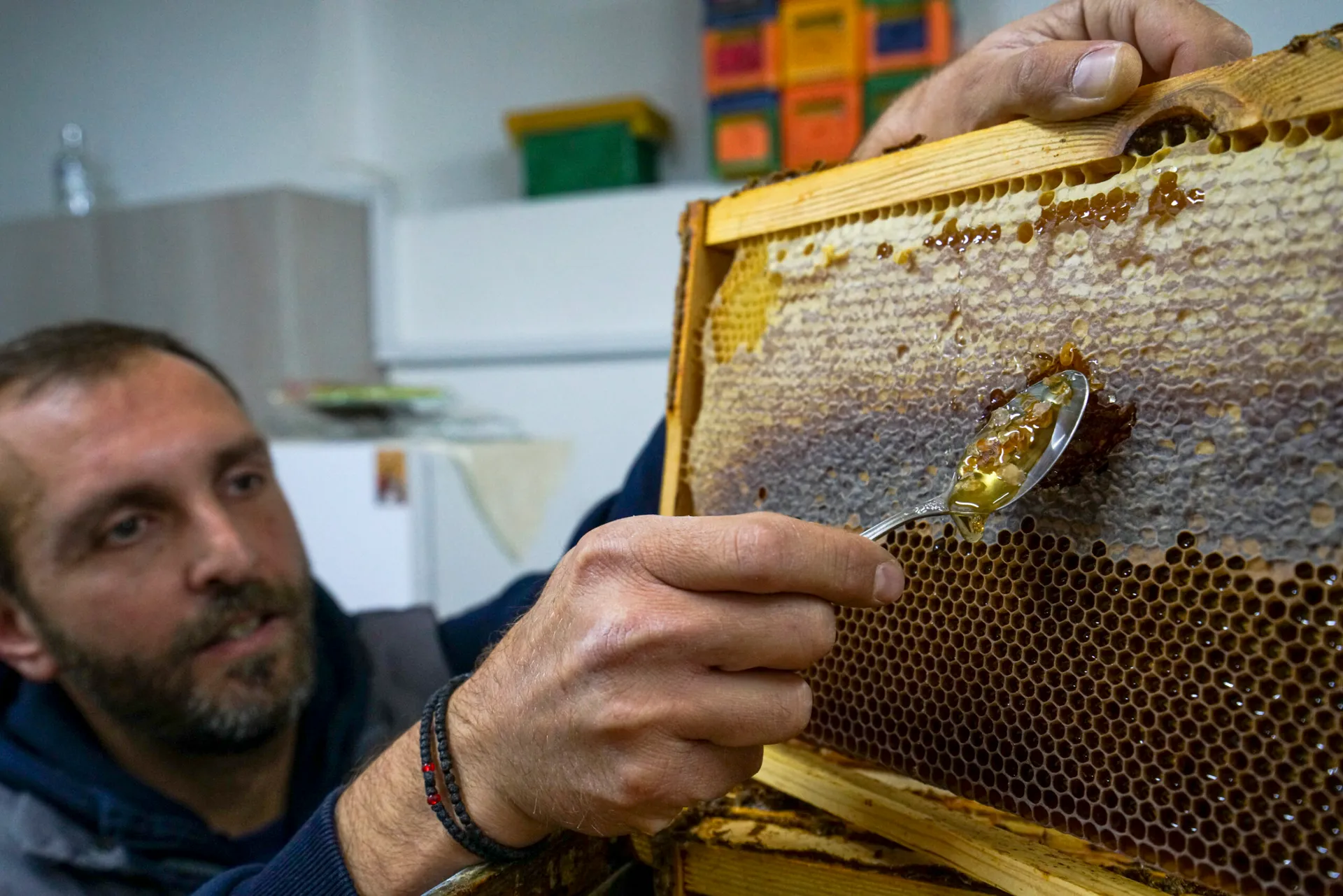 Tasting Wildflower and Chestnut Honey in Kastoria: Savvas Introduces Us to the Marvelous World of Bees
